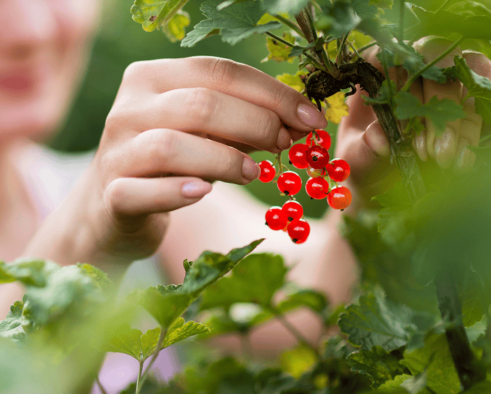 A close-up lifestyle shot of a person's hands harvesting bright red currants from a leafy green vine in a garden.